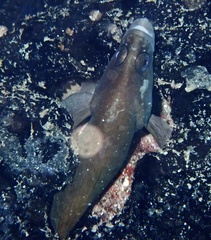 Rypticus saponaceus