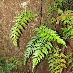 Asplenium gracillimum