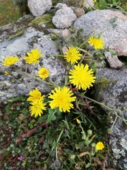 Crepis vesicaria