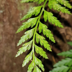 Asplenium gracillimum