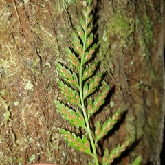 Asplenium gracillimum