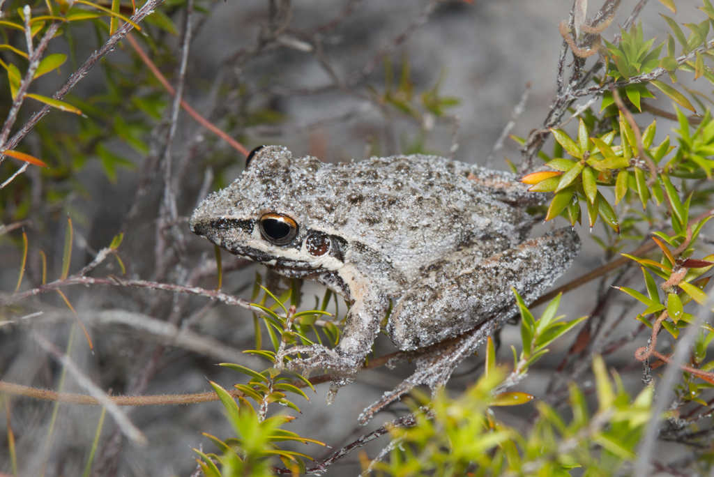 Freycinet's Frog (Litoria freycineti)