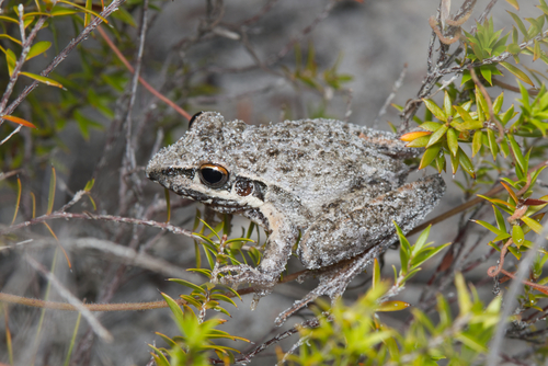 Freycinet's Frog, Litoria freycineti
