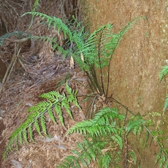 Asplenium gracillimum