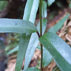 Parsonsia brownii