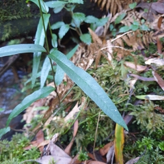 Parsonsia brownii