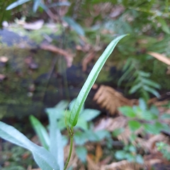 Parsonsia brownii