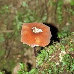 Marasmius elegans