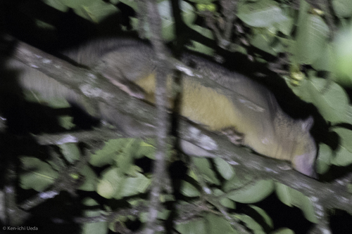 Bassaricyon gabbii
