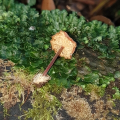 Marasmius elegans