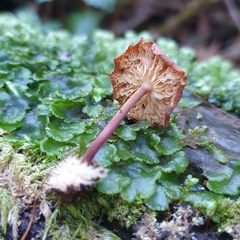 Marasmius elegans
