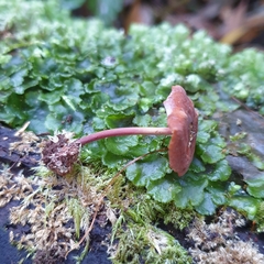 Marasmius elegans