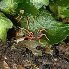 Eriorhynchidae