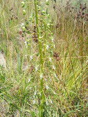 Habenaria schimperiana
