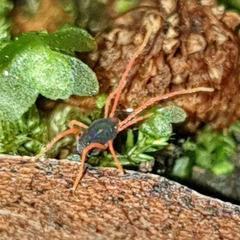 Eriorhynchidae