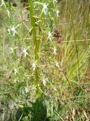 Habenaria schimperiana