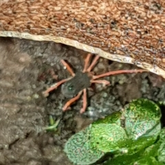 Eriorhynchidae