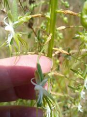 Habenaria schimperiana