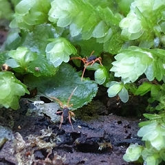 Eriorhynchidae