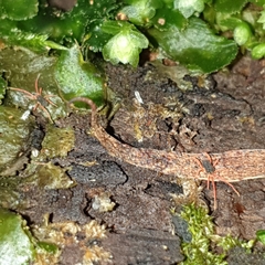 Eriorhynchidae
