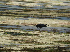 Egretta garzetta dimorpha