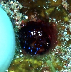 Eumalacostraca