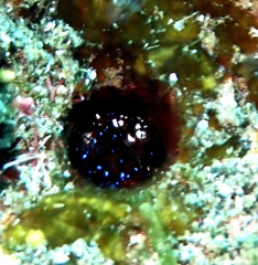 Eumalacostraca