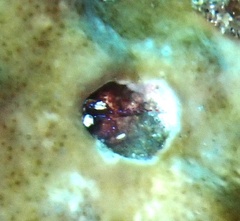 Eumalacostraca