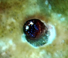 Eumalacostraca