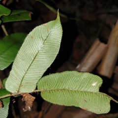 Blechnum wattsii