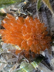 Ecteinascidia turbinata