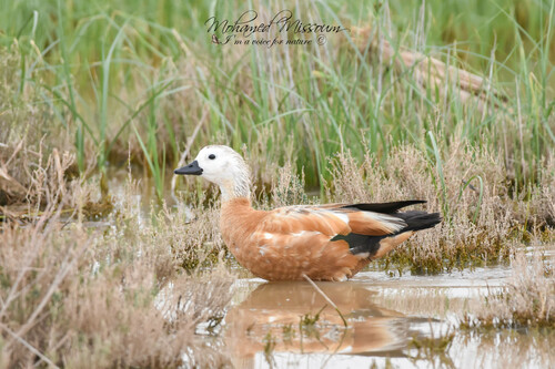 Ruddy Shelduck