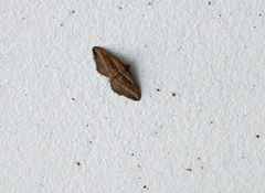 Costaconvexa polygrammata