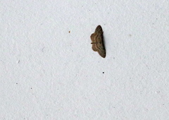 Idaea
