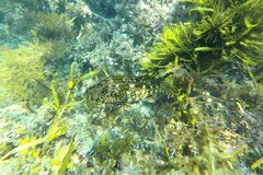 Aplodactylus lophodon
