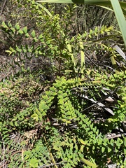 Melaleuca hypericifolia