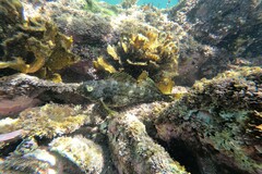 Aplodactylus lophodon
