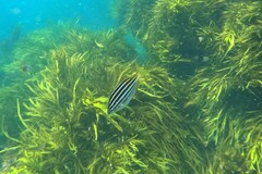 Atypichthys strigatus