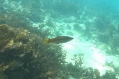 Dinolestes lewini