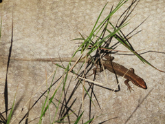 Algyroides moreoticus