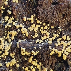 Trichoderma gelatinosum
