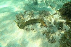 Gymnothorax prasinus