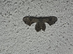 Calledapteryx dryopterata