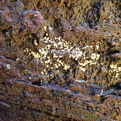 Trichoderma gelatinosum