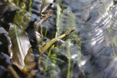 Potamogeton wrightii