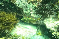 Meuschenia trachylepis