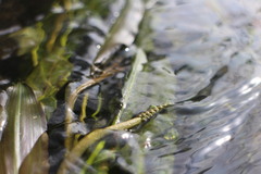 Potamogeton wrightii