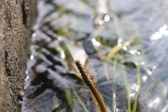 Potamogeton wrightii