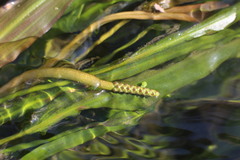 Potamogeton wrightii