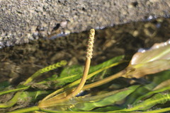 Potamogeton wrightii